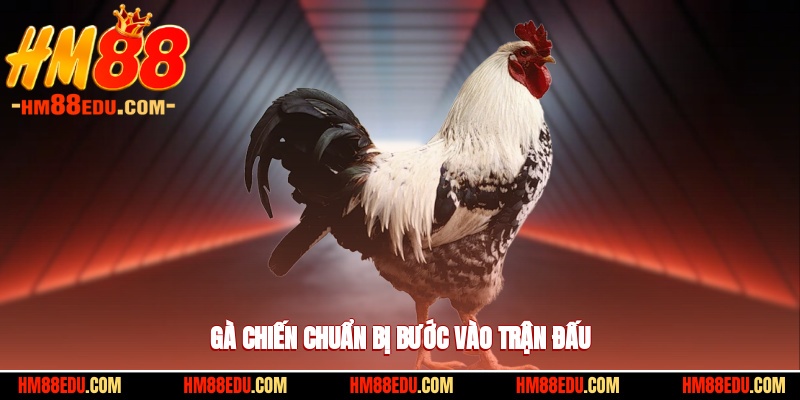 Gà chiến chuẩn bị bước vào trận đấu