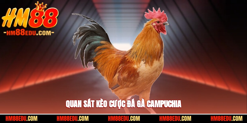 Quan sát kèo cược đá gà Campuchia