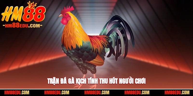 Trận đá gà kịch tính thu hút người chơi