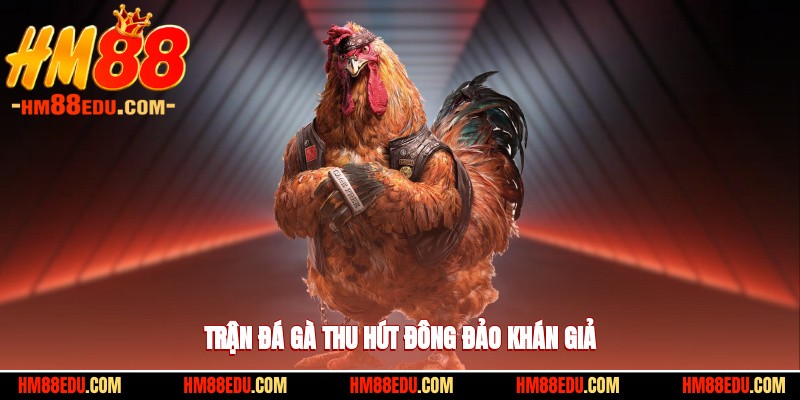 Trận chọi kê gà đang thu hút đông đảo khán giả