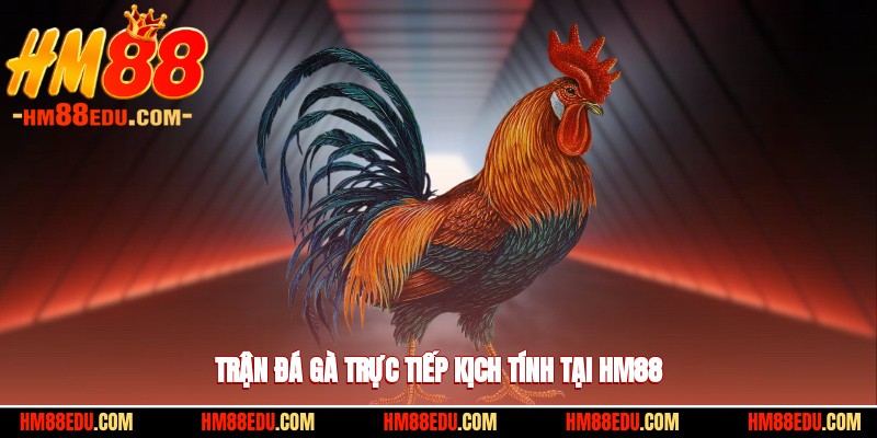 Trận đá gà trực tiếp kịch tính tại HM88